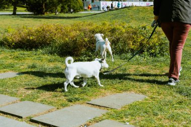 Parkta iki köpekle yürüyen bir kadın. Yüksek kalite fotoğraf