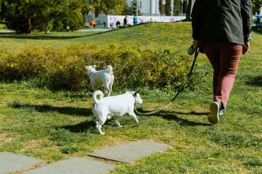 Parkta iki köpekle yürüyen bir kadın. Yüksek kalite fotoğraf