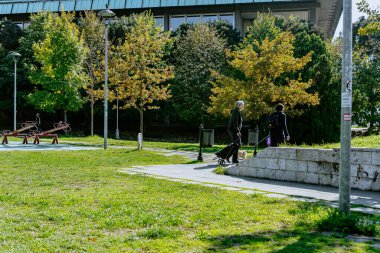 Şehir parkının yolu boyunca sakin ahşap bir bank. Yeşil çimenli olgun yaprak döken ağaçlar onu dinlenmek için büyülü bir yer haline getiriyor. Yüksek kalite fotoğraf