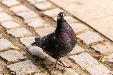 Bahçedeki güvercin