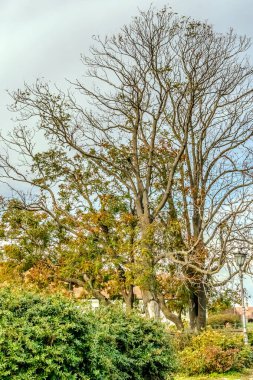 Sokakta güzel sonbahar ağaçları