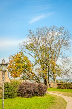 Yeşil çimenleri ve mavi gökyüzü olan güzel bir ağaç görüntüsü.