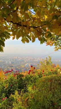 Ağaçlar ve yapraklarla dolu güzel sonbahar manzarası