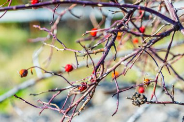 Huş ağacı ormanı. Yüksek kalite fotoğraf