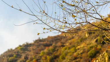 Huş ağacı ormanı. Yüksek kalite fotoğraf