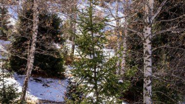 Dağlar, kış tatili. Yüksek kalite fotoğraf