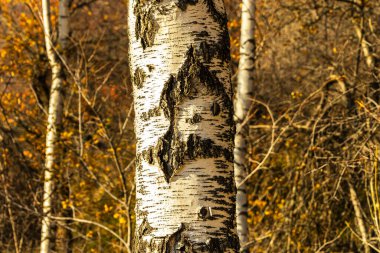 Huş ağacı ormanı. Yüksek kalite fotoğraf