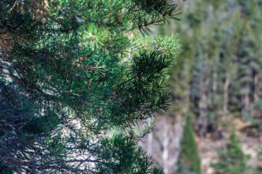 Orman ve gökyüzüne karşı dağlar. Yüksek kalite fotoğraf
