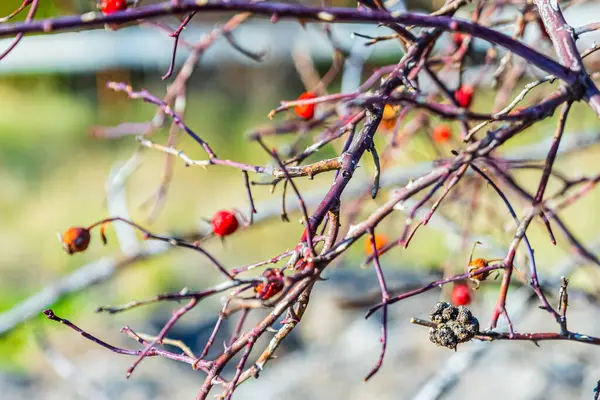 Huş ağacı ormanı. Yüksek kalite fotoğraf