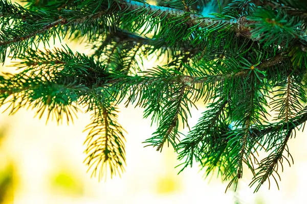 İğneli parlak yeşil çam dalları. Çam ağacı. Yüksek kalite fotoğraf