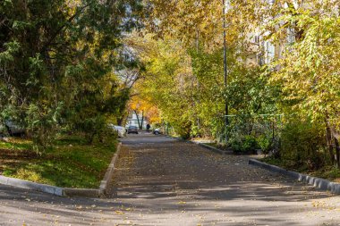 Sonbahar ağaçlı patika. Yüksek kalite fotoğraf