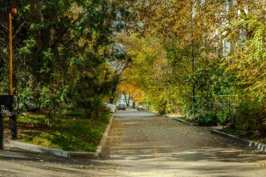 Sonbahar ağaçlı patika. Yüksek kalite fotoğraf