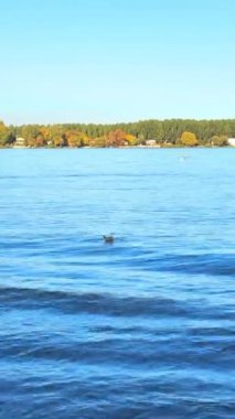 Kuğular ve ördekler Tuna Nehri 'nde yüzerler. Yüksek kalite 4k görüntü