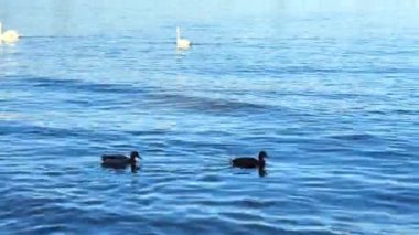 Kuğular ve ördekler Tuna Nehri 'nde yüzerler. Yüksek kalite 4k görüntü