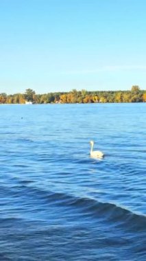 Kuğular ve ördekler Tuna Nehri 'nde yüzerler. Yüksek kalite 4k görüntü