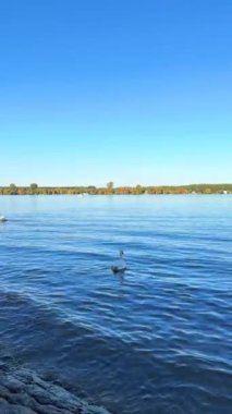 Kuğular ve ördekler Tuna Nehri 'nde yüzerler. Yüksek kalite 4k görüntü