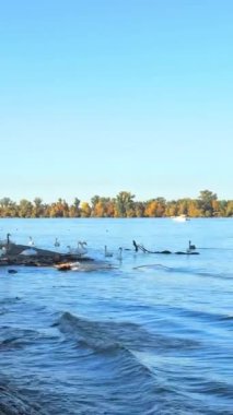 Kuğular ve ördekler Tuna Nehri 'nde yüzerler. Yüksek kalite 4k görüntü