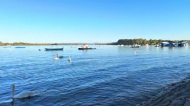 Kuğular ve ördekler Tuna Nehri 'nde yüzerler. Yüksek kalite 4k görüntü