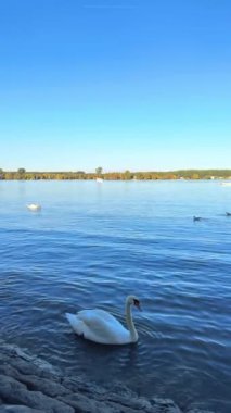 Kuğular ve ördekler Tuna Nehri 'nde yüzerler. Yüksek kalite 4k görüntü