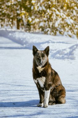Kışın köpek. Yüksek kalite fotoğraf