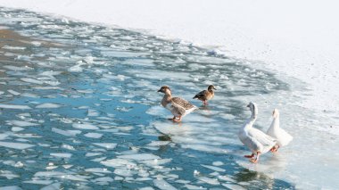 The scenic views of birds, ducks and geese at the lake. High quality photo clipart