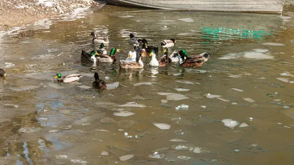 Göl manzaralı kuşlar, ördekler ve kazlar. Yüksek kalite fotoğraf