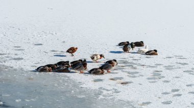 A duck rests on the snowy shore of a lake. High quality photo clipart