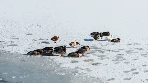 Bir ördek gölün karlı kıyısında dinlenir. Yüksek kalite fotoğraf