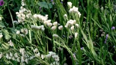 Bahçedeki güzel beyaz çiçekler. yüksek kaliteli fotoğraf