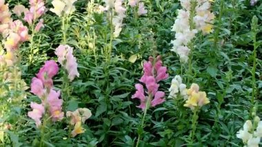 Bahçedeki güzel çiçekler