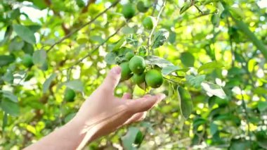 Ağaçta elle olgun yeşil zeytin toplarken