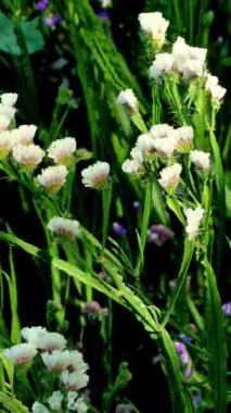 Bahçedeki beyaz çiçek