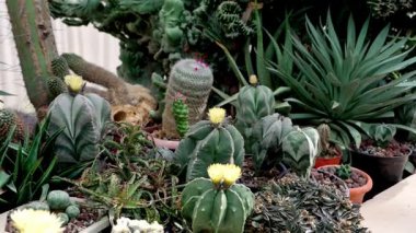 kaktüs bitkileri Bahçe