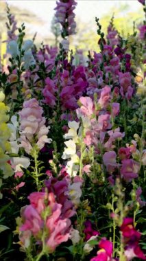 Kapatın güzel çiçekleri