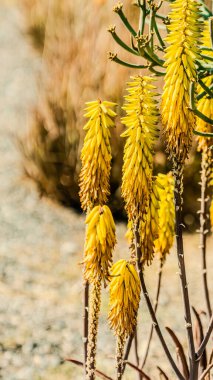 Aloe çiçek açmış. Aloe bitkisinin farklı baharatları. Yüksek kalite fotoğraf