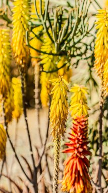 Aloe çiçek açmış. Aloe bitkisinin farklı baharatları. Yüksek kalite fotoğraf