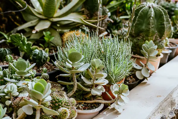 Kaktüs bahçesi serası. Yüksek kalite fotoğraf