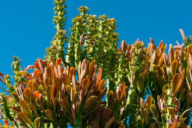 Farklı saksılarda çeşitli kaktüslerin ve sulu bitkilerin toplanması, saksı bitkileri, kaktüsler. Arka plan konsepti. Yüksek kalite fotoğraf