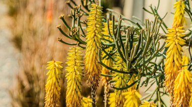 Aloe çiçek açmış. Aloe bitkisinin farklı baharatları. Yüksek kalite fotoğraf