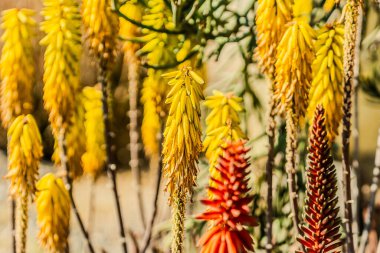 Aloe çiçek açmış. Aloe bitkisinin farklı baharatları. Yüksek kalite fotoğraf