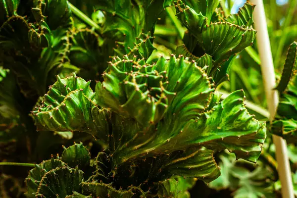 Kaktüs bahçesi serası. Yüksek kalite fotoğraf