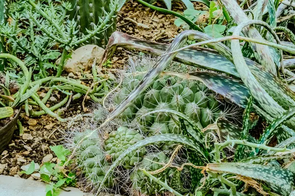 Botanik bahçesindeki Echinocactus ve Sedum 'un resmi. Yüksek kalite fotoğraf