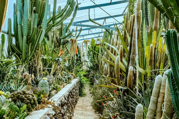 Botanik bahçesindeki Echinocactus ve Sedum 'un resmi. Yüksek kalite fotoğraf