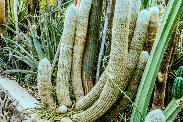 Botanik bahçesindeki Echinocactus ve Sedum 'un resmi. Yüksek kalite fotoğraf
