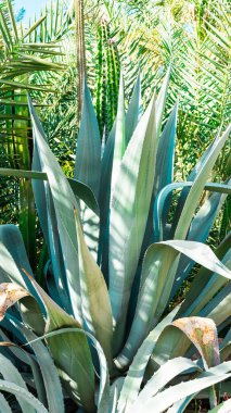 Mavi gökyüzünün altındaki yeşil mısır tarlası. Yüksek kalite fotoğraf