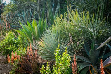 Mavi gökyüzünün altındaki yeşil mısır tarlası. Yüksek kalite fotoğraf