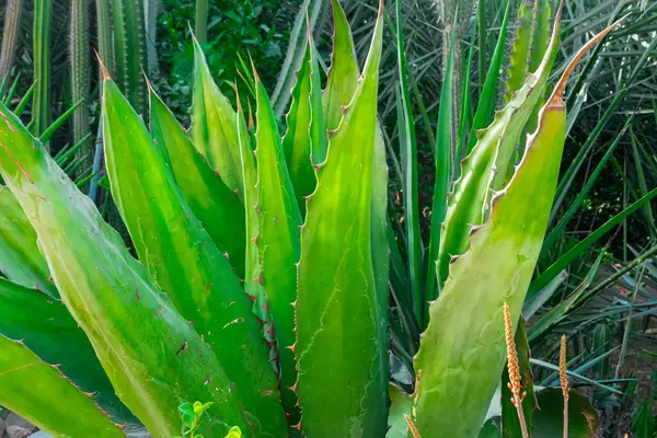 Mavi gökyüzünün altındaki yeşil mısır tarlası. Yüksek kalite fotoğraf