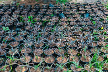 Çocuk çiftliğinin içinde, Asya bitkisi ve meyvelerle. Yüksek kalite fotoğraf