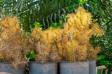 Uzun kaktüsler ve palmiye ağaçları Tenerife 'de volkanik bir taş duvara karşı büyürler ve Kanarya Adaları' nın tropikal ikliminin tipik yemyeşil bitki örtüsü sergilerler. Yüksek kalite fotoğraf