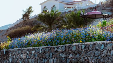Güneşli bir bahar gününde yabani çiçekler. Yüksek kalite fotoğraf